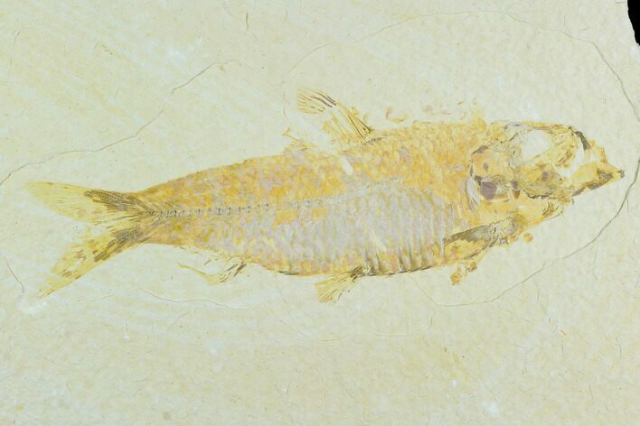 Bargain Fossil Fish (Knightia) - Wyoming #126557